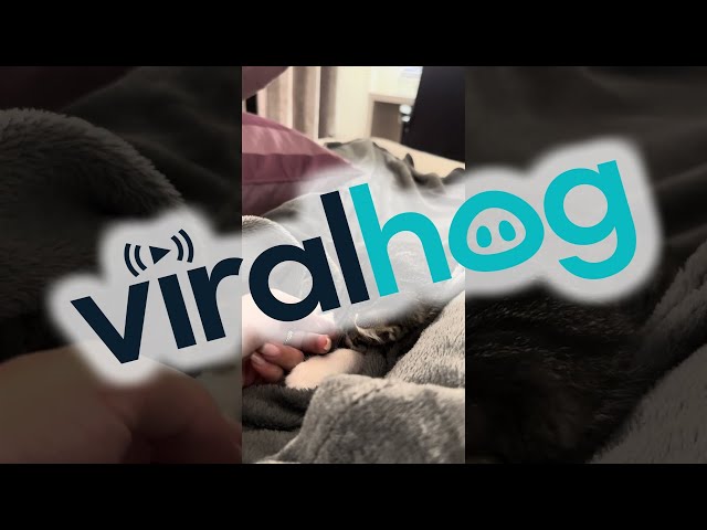 Kitten Sleeps Deeper Than The Mariana Trench || ViralHog