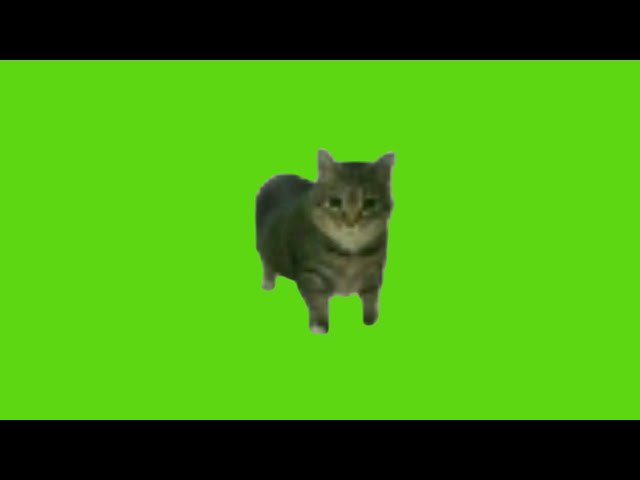 oo ee a e a Cat Green Screen