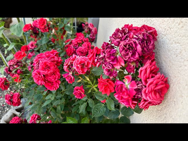 How and Why to Deadhead Roses | Essential Rose Care Tips #rose #rosecare #rosecaretips