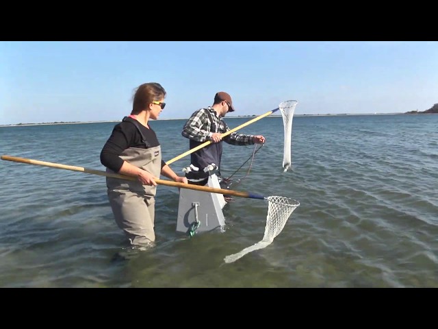 MV Bucket List: Fresh Bay Scallops Ocean-To-Table