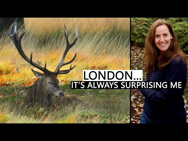 Richmond Park: London Walk to enjoy fall colors + red deer