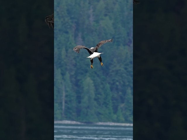 Impressive bald eagle demonstrates its amazing flying abilities.