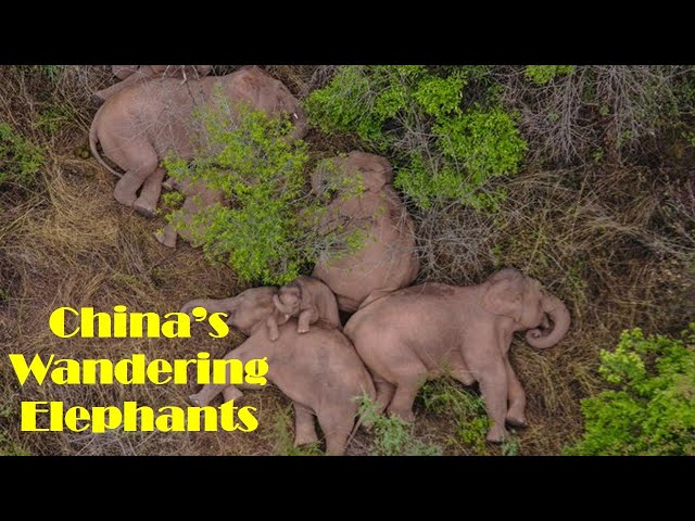 China’s wandering elephants become global stars