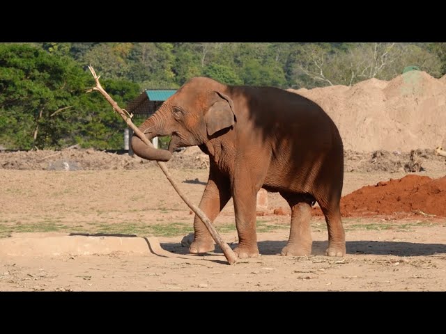 Elephant ChomPu and Her Trusty Stick! - ElephantNews