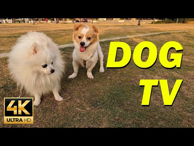 [NO ADS] TV for Dogs 🐕Virtual Dog Walk with Music for Dogs  - Dog Walking TV 4k UHD