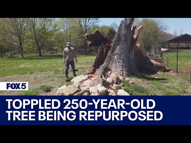 250-year-old oak tree toppled at local brewery is being repurposed | FOX 5 DC