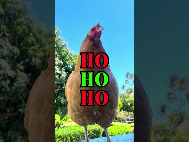 Have my pet chickens been NAUGHTY OR NICE? 🎄