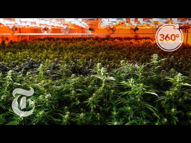 Can Marijuana Real Estate Maintain Its High? | The Daily 360 | The New York Times