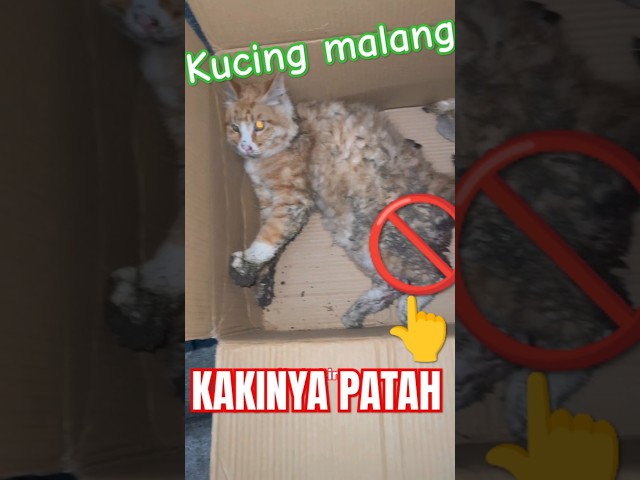 Kucing kakinya patah🐈#shorts #reels