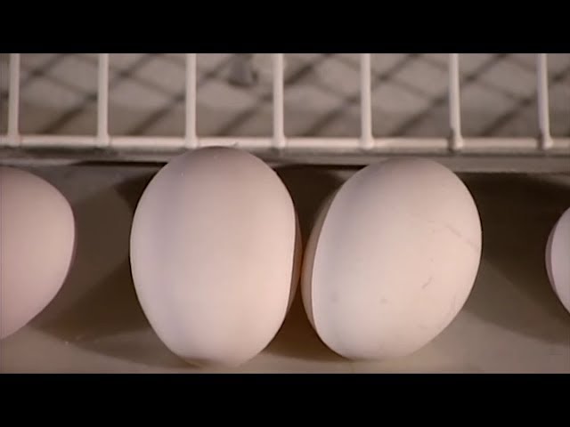 How It's Actually Made - Eggs