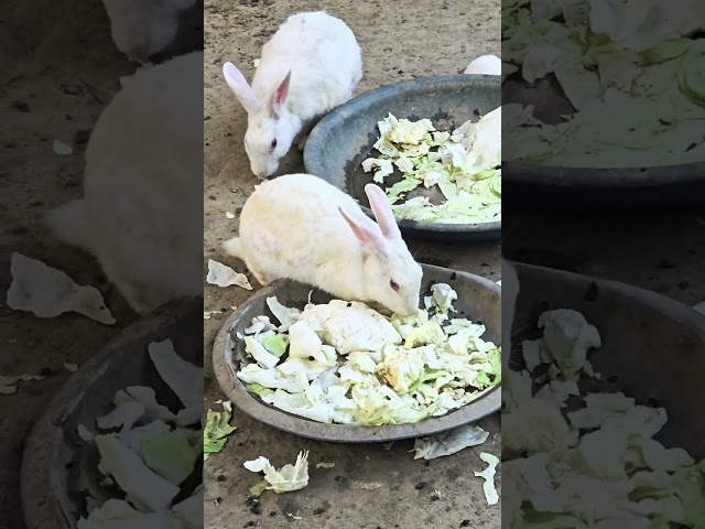 Rabbits food eating 🐇