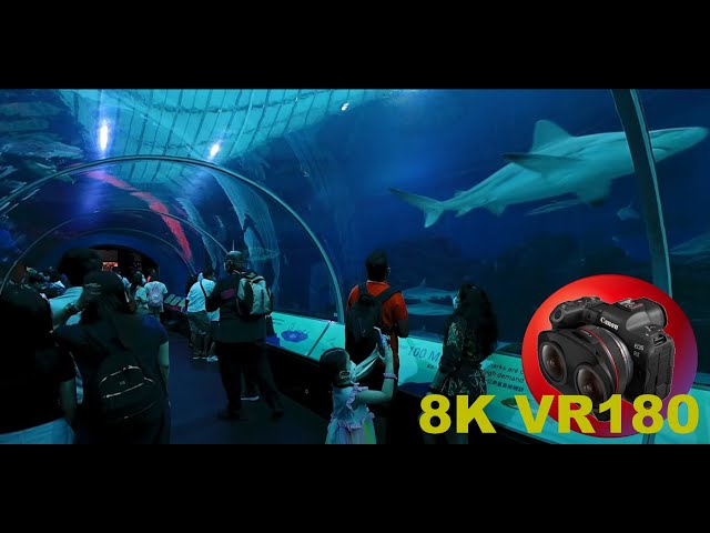 SHARKS IN 3D SEA AQUARIUM Sentosa Island Singapore 8K/4K VR180 (Travel Videos/ASMR/Music)