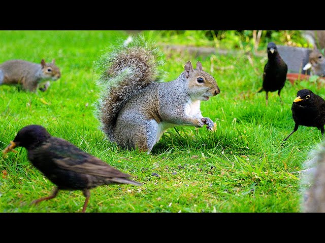 Cat TV NO ADS 🕊️ Birds & Squirrels Scavenge Under the Birdfeeder 🐿️ Birds for Cats to Watch 4K HDR