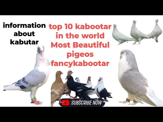 Top 10 kabootar in the world Most Beautiful pigeons fancykabootar #shortsfeed #pigeon #kabutar