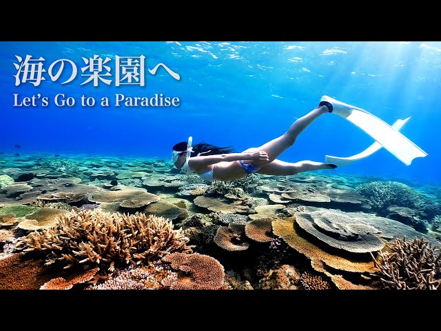 Freediving at a Secret Paradise in Okinawa Main Island, Japan｜素潜り＠沖縄本島の穴場シークレットビーチ