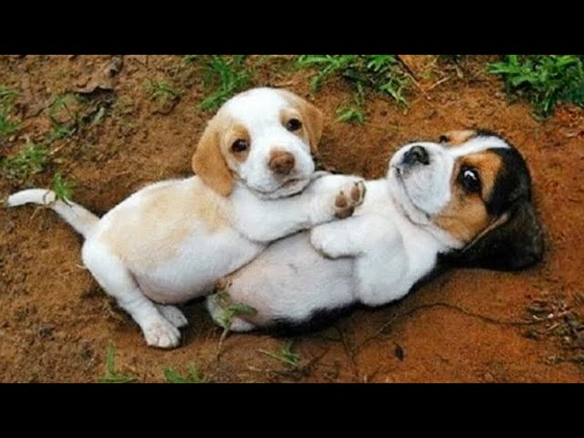 Top FUNNY PUPPIES That Are Guaranteed to Make You LAUGH