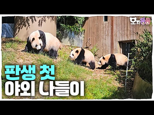 (SUB) Rui's and Hui's reaction to encountering a new world│Panda World