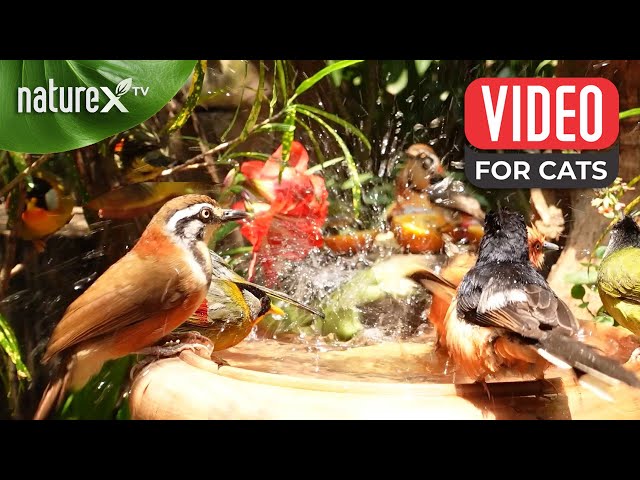 Birds having a blast in the serene garden bird bath 🦜 so relaxing and peaceful 🐿️