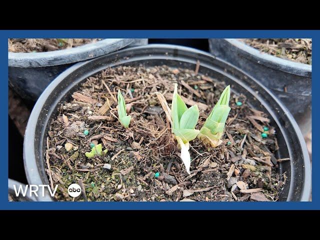 Here's how to protect early plants from the cold