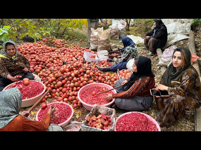 The hardships and pleasures of village life_The hard work of making pomegranate paste