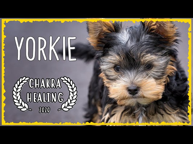 Dog Music for Yorkies - Sleep Yorkie Music for Dogs [MUST TRY]