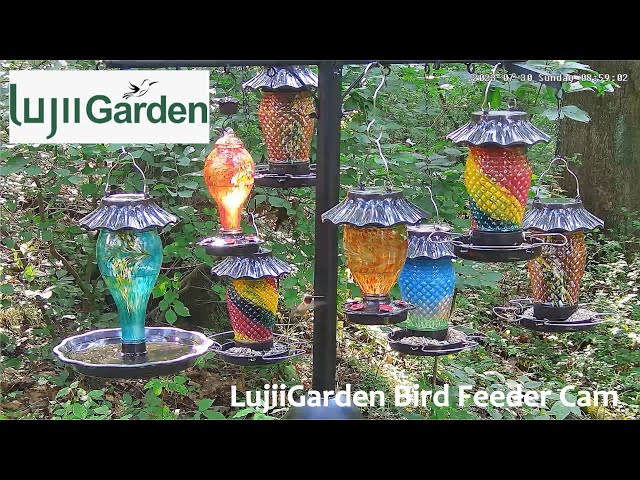 LujiiGarden Bird Feeder Cam