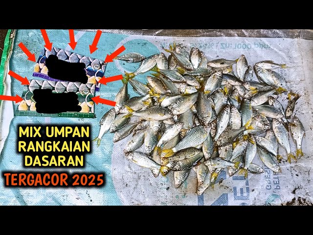 BARU‼️ UMPAN MIX DAN RANGKAIAN DASARAN MANCING WADER KEPEK TERGACOORR 2025‼️