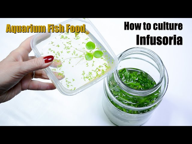 How to culture infusoria - aquarium fish food