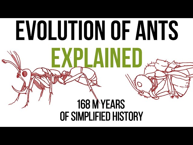 How did ants evolved? A quick and easy Exploration of ant history