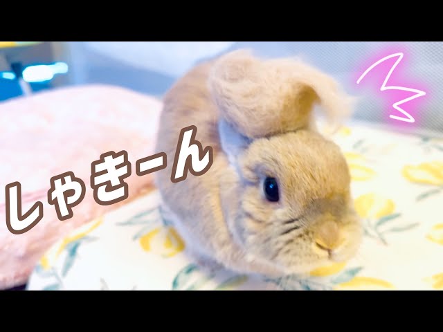 【換毛期】うさぎのきなこはリーゼントでも可愛すぎた！すぽ毛も抜くよw134話