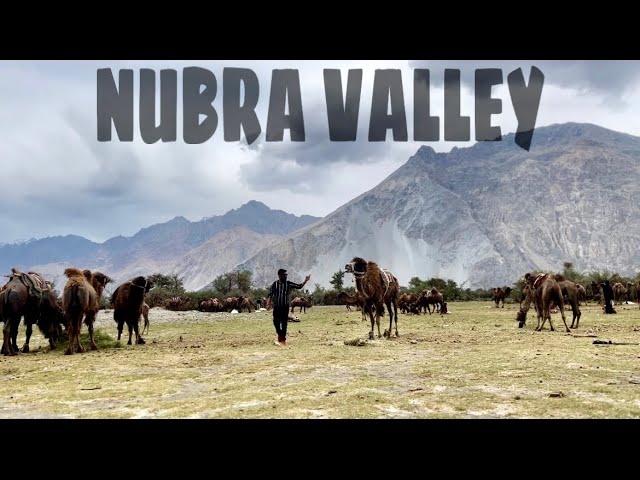 Nubra Valley, Ladakh 2024 | Sand Dunes | Hunder | Diskit | Nubra Valley to Pangong Lake via Shyok