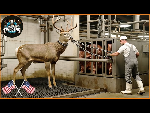 How American Farmers Make $3 Billion Dollars A Year Processing Deer Antlers | Farming Documentary