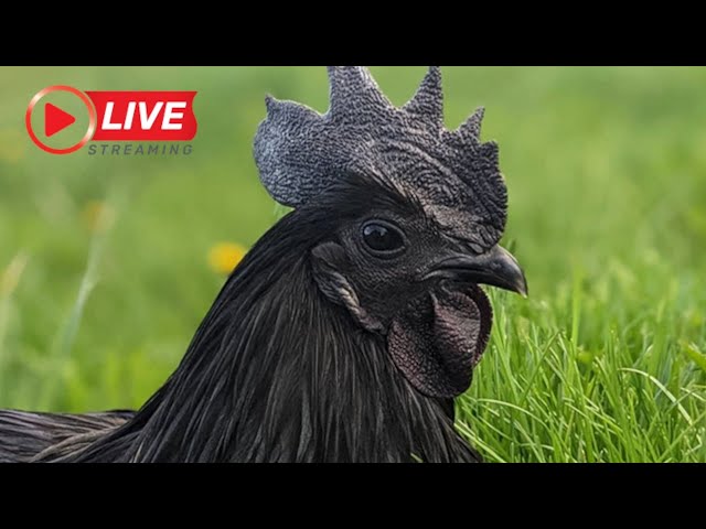 Live Stream: Feed the Chickens & Control the Cameras! Interactive Farm Experience