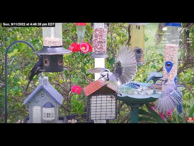 Florida Bird Feeder Live Camera HD