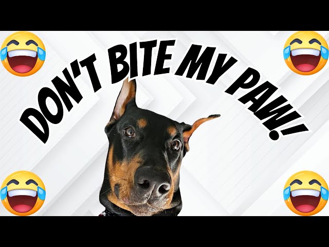 Doberman starts a game then decides he's over his head