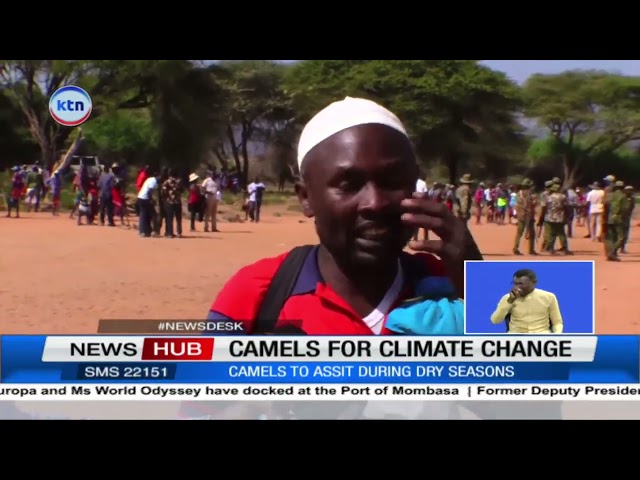 Camels for Climate change: Samburu residents 1000 goats and 65 goats