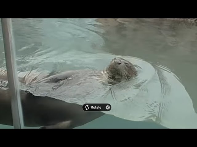 giant otters playing