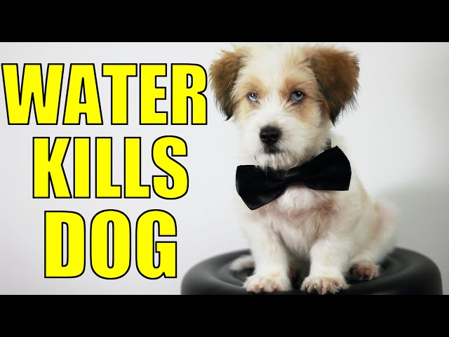 Dog Care Tips | Why is drinking water poisoned? | Pet Tips