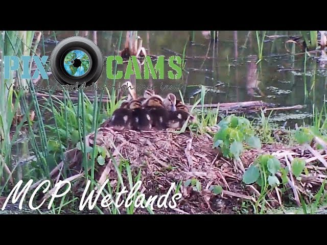 PixCams.com MCP Wetlands Live Stream