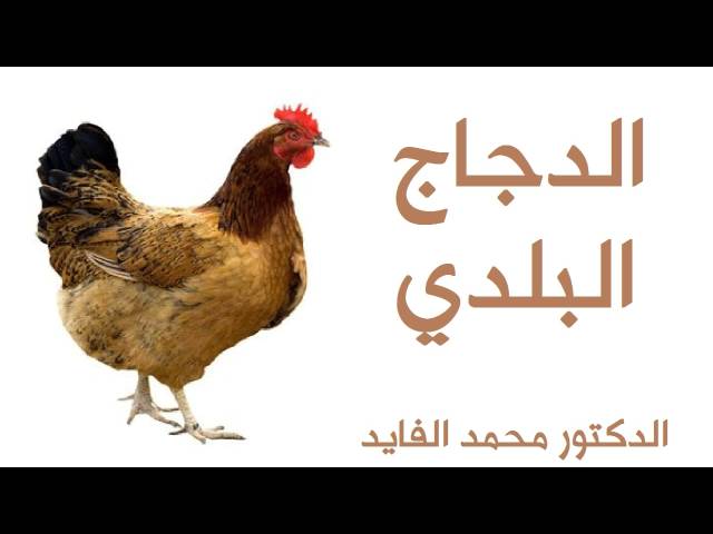 Mohamed El faid -  Natural فوائد الدجاج البلدي  - محمد الفايد