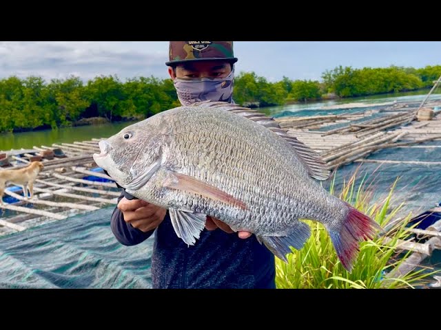 Câu Cá Tráp Trên Bè Nuôi Hàu - Long Sơn / BAKE KUJIRA /FISHING VLOG 77