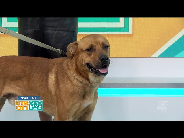 Pawsing 4 Pets:Blaze needs a furever home!