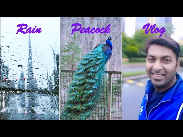 Never imagined this time in Dubai 😊WoW #dubai #peacock #vlog #viral #travel #newvideo #2023