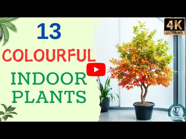 13 Colourful Indoor Plant | Colourful Houseplants With Names | Types Of Indoor Plants.