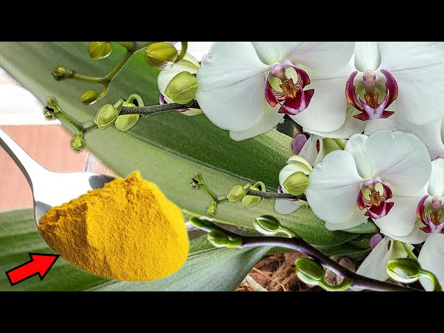 Turmeric Miracle! Orchids Bloom Like Crazy with This Secret Trick