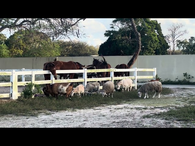 The Most Beautiful Horses You’ll Ever See!