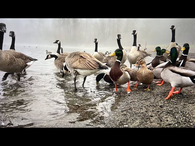 Soothing Sounds of Nature, Duck and Goose Chatter Sounds Effect, Relaxing Videos To Watch with Pets