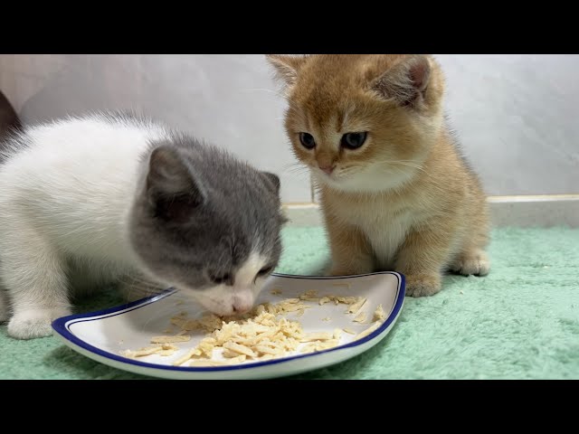 The kitten loves my cooking so much, chicken breast