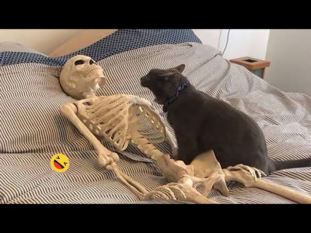 Funny Cats and Dogs Videos - Try Not To Laugh Funny Cats and Dogs Videos 2025 | BEST Compilation 😹