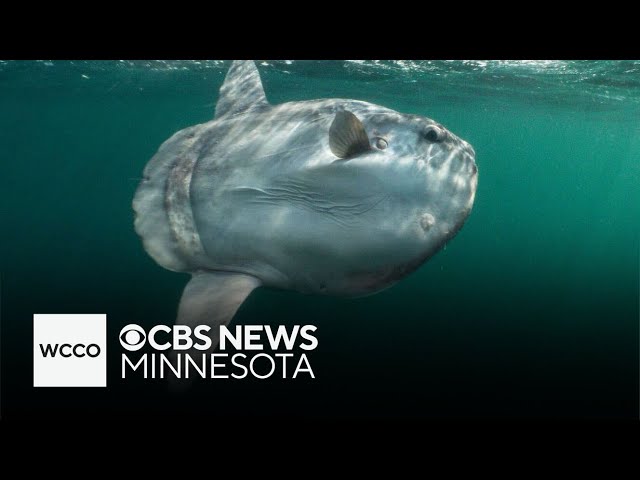 Japan's loneliest sunfish heartened by fake cut-outs of human onlookers